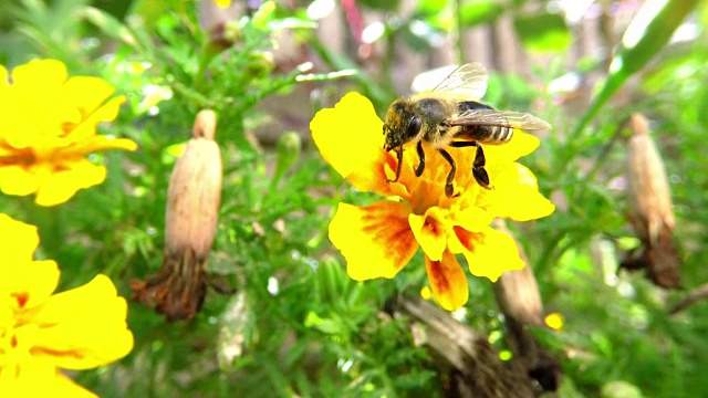 大黄蜂采集花粉视频素材