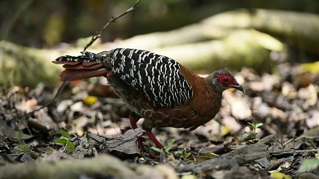 野生鸟类在丛林中觅食视频素材