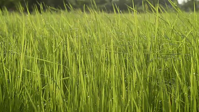 稻田-稻田视频素材