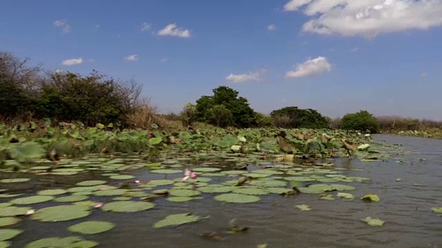 玛丽河湿地，北领地视频下载