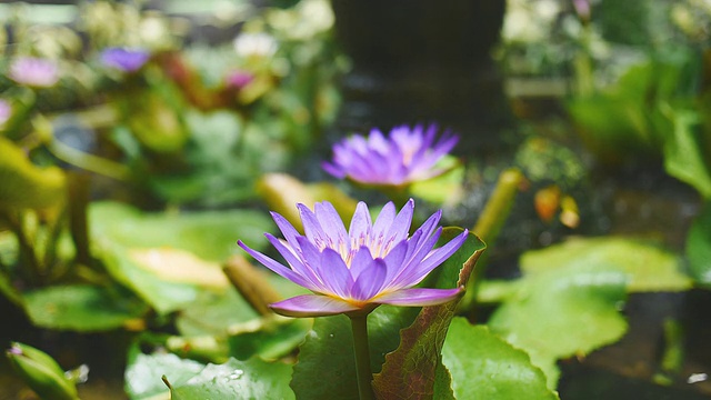 池塘里的紫莲花视频素材