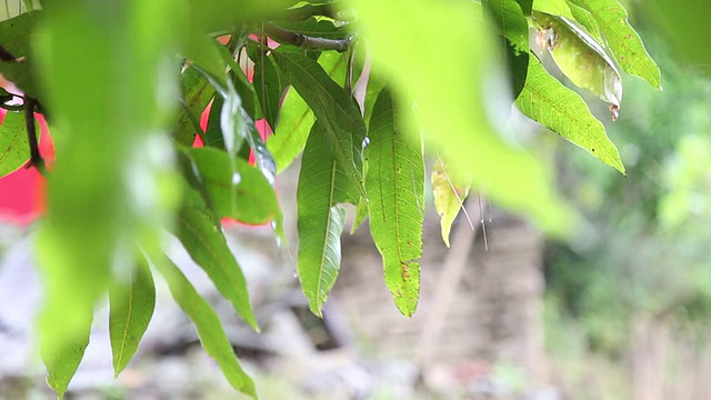 芒果树叶的特写视频素材