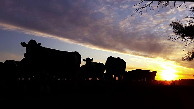 夕阳下田野里奶牛的剪影视频素材