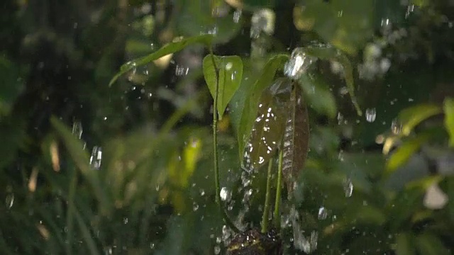 绿色的幼苗在雨中生长在地面上视频素材