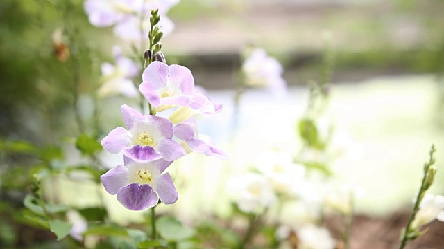 紫色的花视频素材