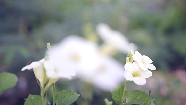 白色的花视频素材