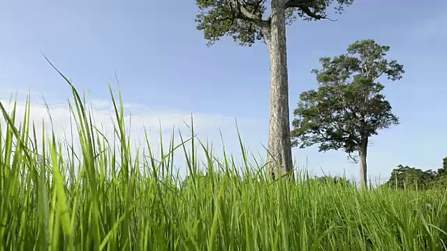 蓝天下的稻田视频素材