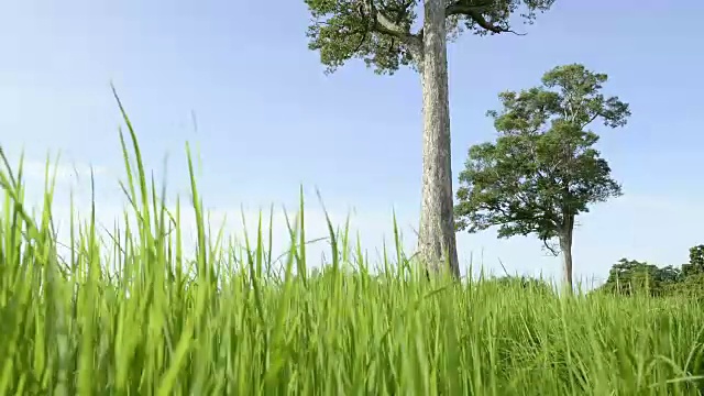 蓝天下的稻田视频素材