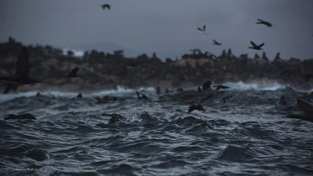 飞越海豹岛视频下载