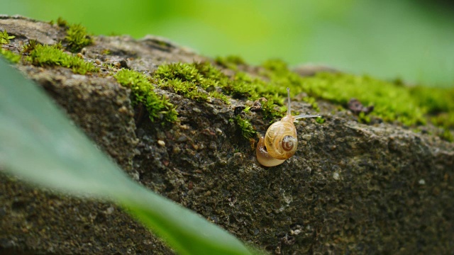 蜗牛视频素材