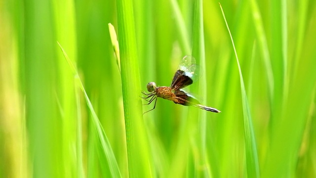 蜻蜓视频素材