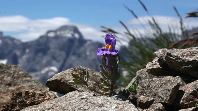 紫色的花与山在背景白云岩地区在一个风的一天视频素材