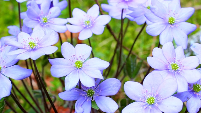 紫色的花视频素材