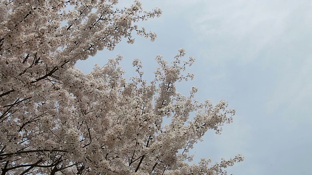 天空树视频素材