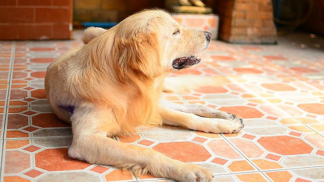 金毛猎犬在挠痒的皮肤视频素材