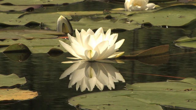 花视频下载