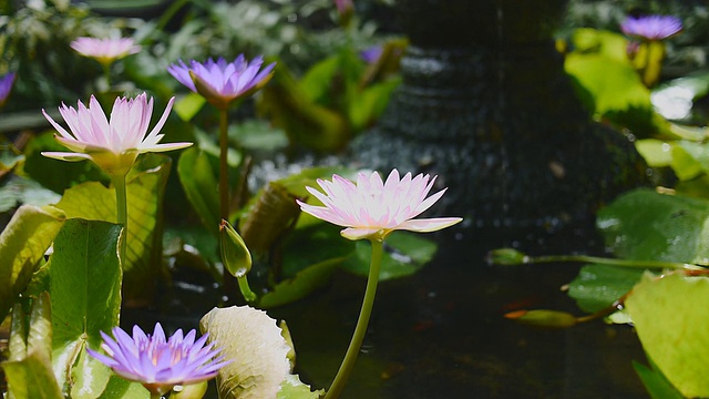 池塘里的紫莲花视频下载