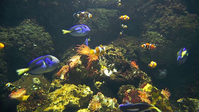 水族馆珊瑚礁上的尼莫和热带鱼视频素材