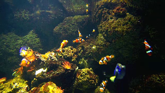 水族馆珊瑚礁上的尼莫和热带鱼视频素材