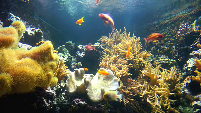 水族馆珊瑚礁上的尼莫和热带鱼视频素材