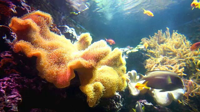 水族馆珊瑚礁上的尼莫和热带鱼视频素材