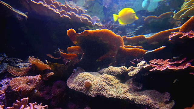 水族馆珊瑚礁上的尼莫和热带鱼视频素材