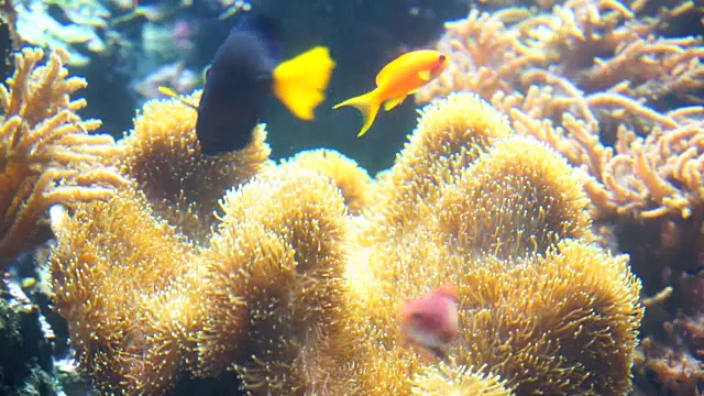 水族馆珊瑚礁上的尼莫和热带鱼视频素材