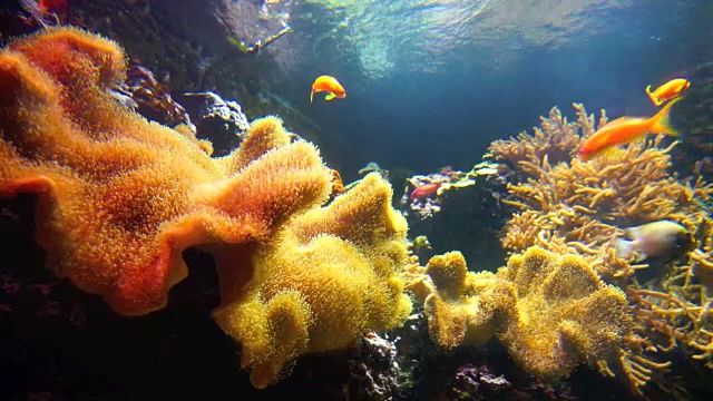 水族馆珊瑚礁上的尼莫和热带鱼视频素材