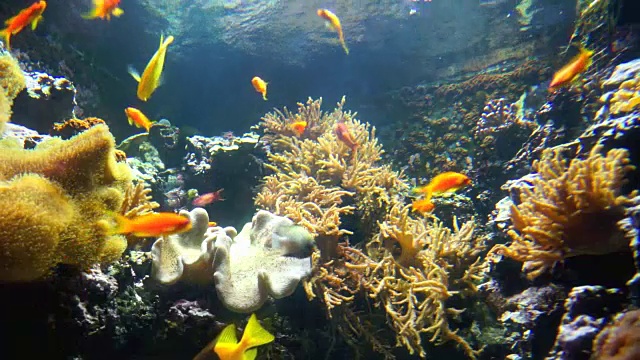 水族馆珊瑚礁上的尼莫和热带鱼视频素材