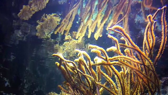 水族馆珊瑚礁上的尼莫和热带鱼视频素材