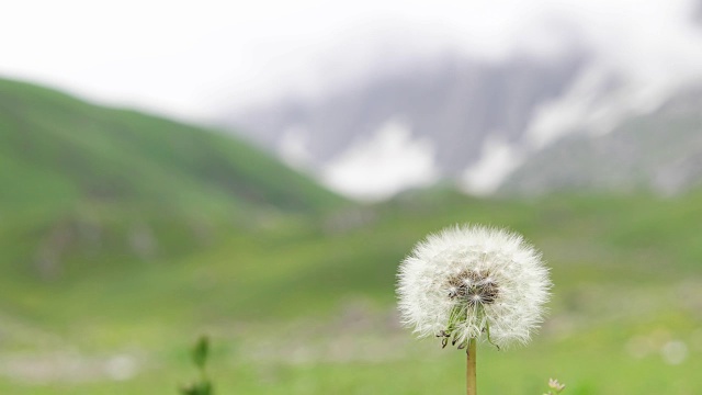 从喜马拉雅山到蒲公英都是垃圾视频素材