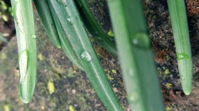 雨点落在绿色的春草上视频素材