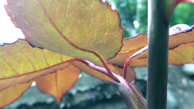 雨中的荆棘玫瑰视频素材