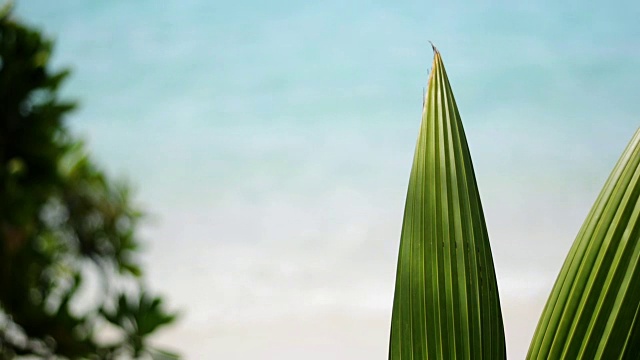 棕榈叶在海的背景视频素材