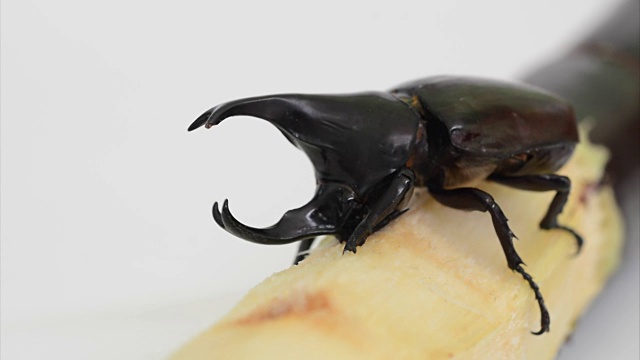 甲虫翅膀(Xylotrupes gideon)从甘蔗中啃食一些食物视频素材