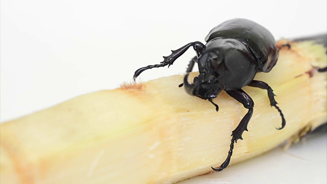 甲虫翅膀(Xylotrupes gideon)从甘蔗中啃食一些食物视频素材