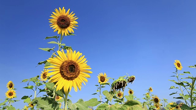 向日葵。视频素材