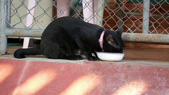 可爱的小黑猫在吃东西视频素材