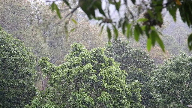 大雨视频素材