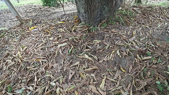 芒果树的落叶视频素材