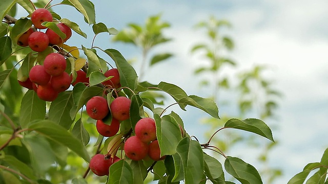 红苹果还挂在树上视频素材