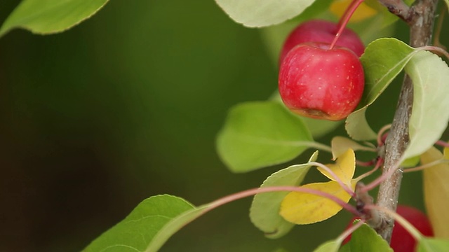 红苹果还挂在树上视频素材