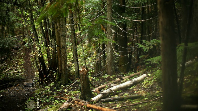 人们在森林里骑山地自行车视频素材