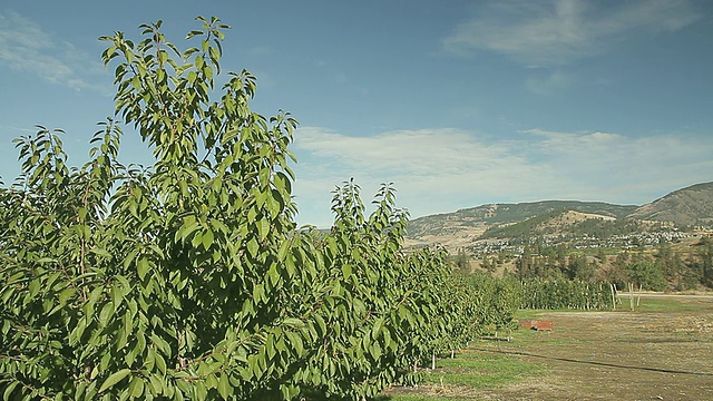 灌木苹果延伸在果园的一块地上视频素材