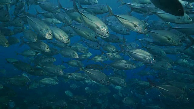 Trevally Jack上学，Tulamben，巴厘岛，印度尼西亚(4K)视频素材