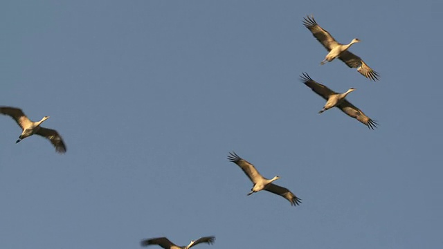 MS LA SLO MO拍摄沙丘鹤，Grus canadensis flying /科尔尼，内布拉斯加州，美国视频素材