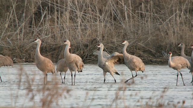 MS TD SLO MO拍摄的沙丘鹤Grus canadensis，飞行然后降落在河岸/科尔尼，内布拉斯加州，美国视频素材