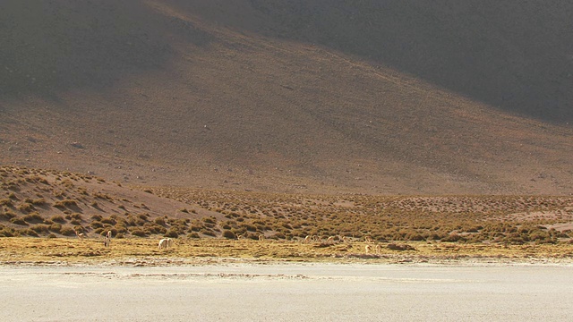 阿尔蒂普拉诺的射击，普纳·格拉斯兰。Vicunia, Vicugna和Llama，美洲驼Glama grazing / San Pedro de Atacama, Norte Grande, Chile视频素材