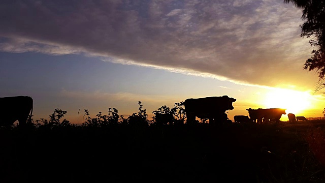 夕阳下田野里奶牛的剪影视频素材