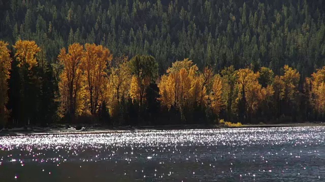 金色的秋天彩色的树木沿山湖海岸线与阳光反射水。视频素材